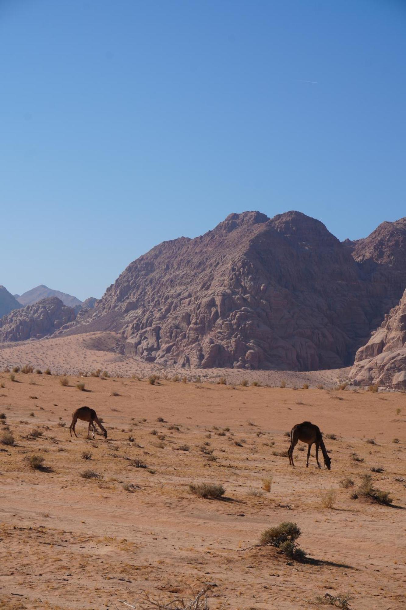 Bedouin Cave Wadi Rum Campsite 호텔 외부 사진